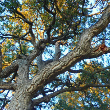 Amazing Cork Oaks And How To Save Them