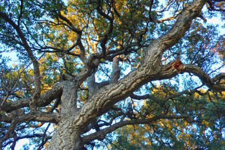Amazing Cork Oaks And How To Save Them