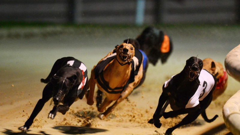 Racing & Sports: A Sporty Guide to Understanding Greyhound Racing & Its Popularity